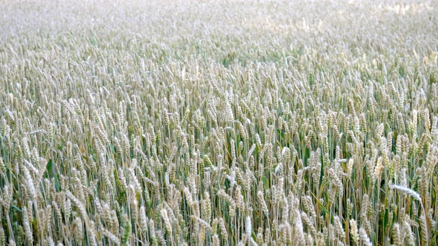 成熟的小麦、黑麦或其他谷类植物的穗子在风中摇摆。视频素材