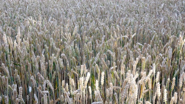 成熟的小麦、黑麦或其他谷类植物的穗子在风中摇摆。视频素材