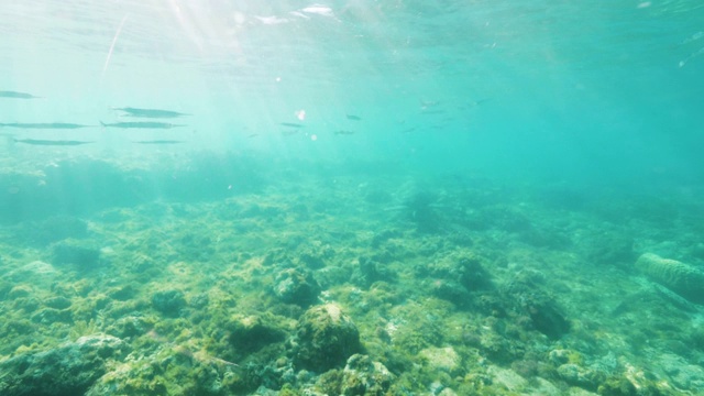 鱼群和海龟在阳光下水下游泳。水下视图热带鱼和海龟游泳在蓝色的海洋在阳光的背景。海洋世界和动物。视频素材