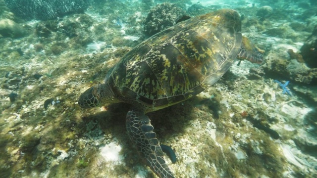 在透明的海水中，热带鱼和海龟在珊瑚礁中游泳。水下拍摄海龟和深海鱼类。浮潜和潜水。海洋生物和动物。视频素材