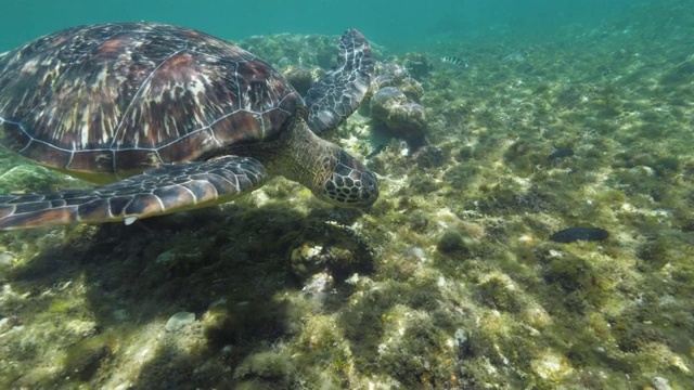 海龟在水下游泳。在透明的海水下游泳的海龟。在海洋中潜水和浮潜。水下生物和动物。视频素材