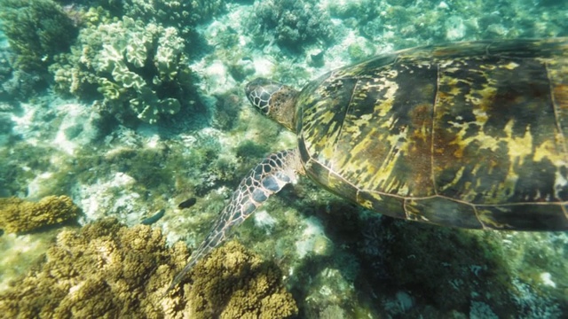 热带海龟在清澈的海水中游泳。水下视图海龟游过珊瑚礁在蓝色的水。水下世界和动物。视频素材