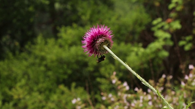 Flower的名字是Deve Dikeni。它生长在安纳托利亚的农村。这种花在英语中也叫蓟。
土耳其安纳托利亚/ 11/05/2014视频素材