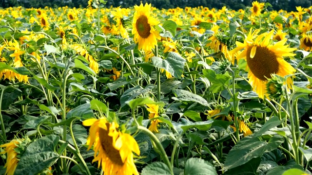 在阳光明媚的夏日，盛开的向日葵田。视频素材