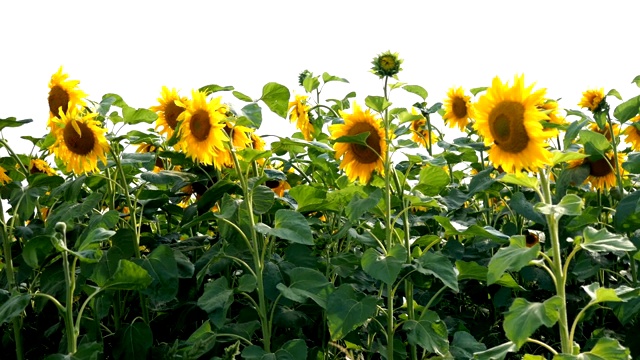 在阳光明媚的夏日，盛开的向日葵田。视频素材