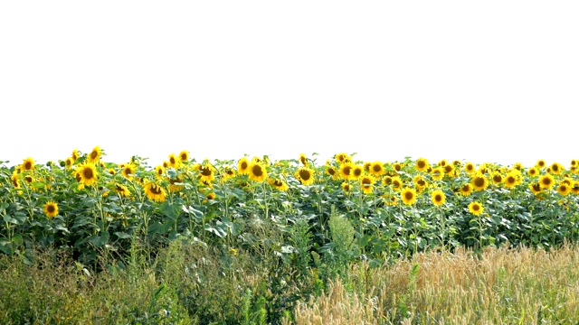 在阳光明媚的夏日，盛开的向日葵田。视频素材