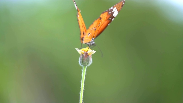 慢镜头橙色蝴蝶在夏季的花上飞舞视频素材
