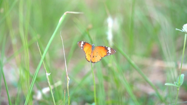 慢镜头橙色蝴蝶在夏季的花上飞舞视频素材