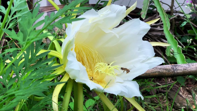 蜜蜂给火龙果授粉视频素材