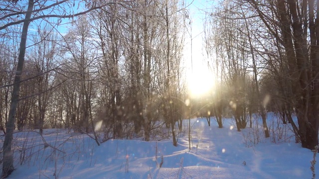 慢镜头在美丽的阳光明媚的一天落雪在树之间。视频素材