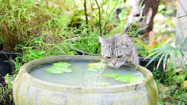 可爱的虎斑猫，有着美丽的黄眼睛，在绿色花园的莲花陶土盆喝水视频素材