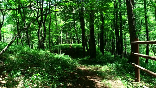 韩国江原道正城县白峰岭的喀斯特地貌视频素材