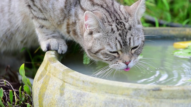 慢镜头，可爱的虎斑猫，美丽的黄眼睛，在绿色花园的莲花泥盆喝水视频素材