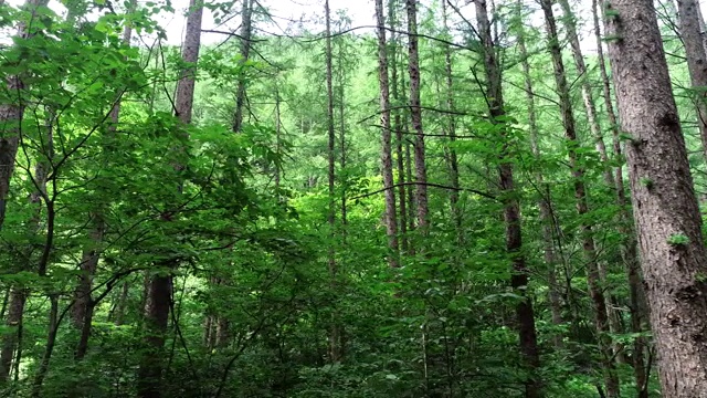 韩国江原道太白山木仁泉森林小径风光视频素材