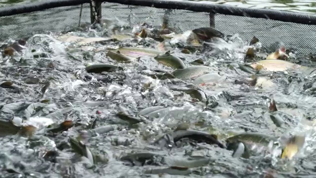 韩国平昌江原道鳟鱼场的鳟鱼视频素材