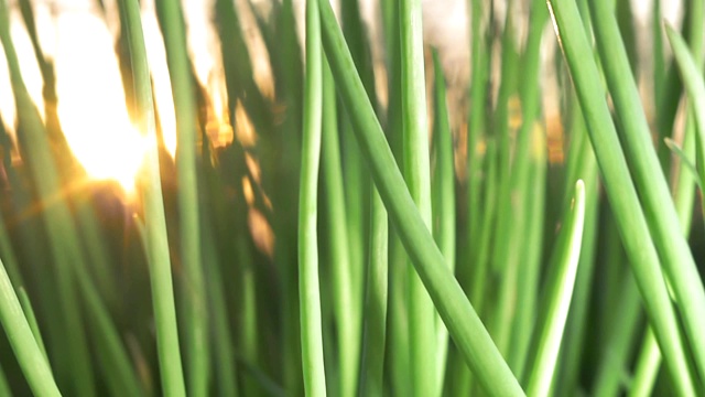 大葱种植的农业背景视频素材