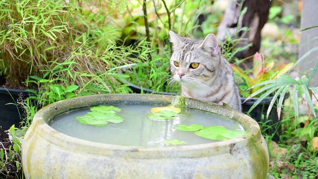 可爱的虎斑猫，有着美丽的黄眼睛，在绿色花园的莲花陶土盆喝水视频素材