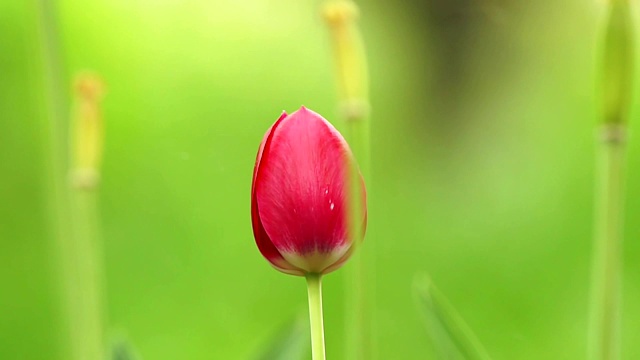 美丽的粉红色花朵郁金香在花园里合上了视频素材