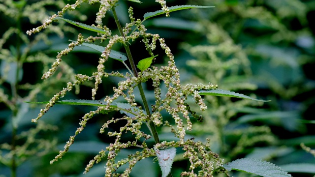 药用植物民间药草荨麻视频素材