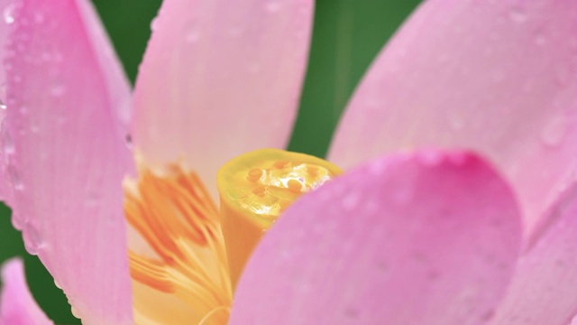 美丽的粉红莲花在雨天摇曳，近景，慢镜头，4k镜头。视频素材