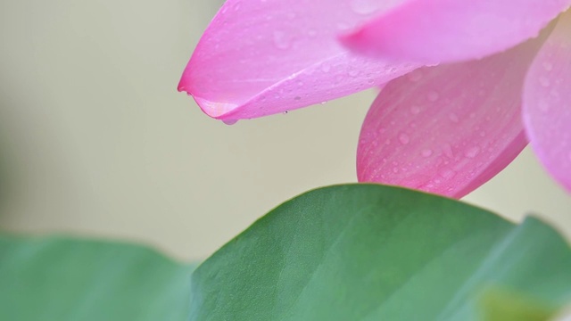 近距离拍摄雨滴落在自然清新的粉红荷花花瓣上，水滴由花瓣顶部落向荷叶，被雨水打得超慢。视频素材