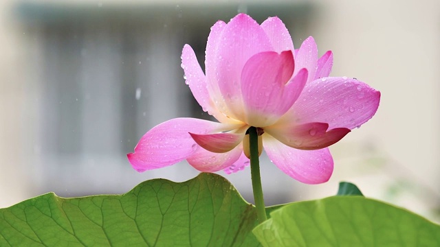 美丽的粉红莲花在雨天摇曳，近距离观看，超慢的动作。视频素材