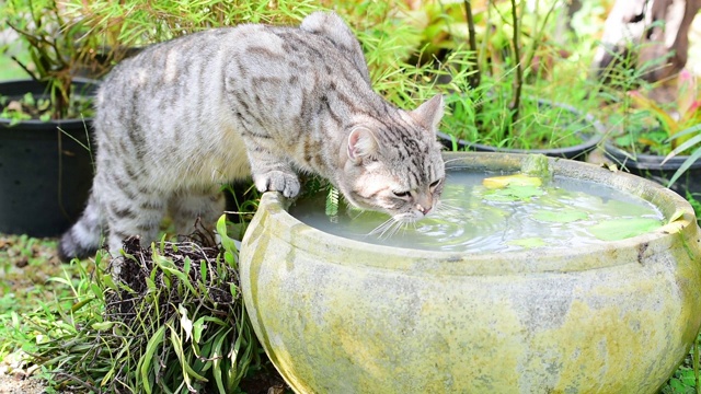 可爱的虎斑猫，有着美丽的黄眼睛，在绿色花园的莲花陶土盆喝水视频素材