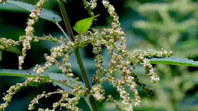 药用植物民间药草荨麻视频素材