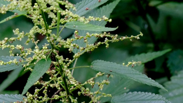 药用植物民间药草荨麻视频素材