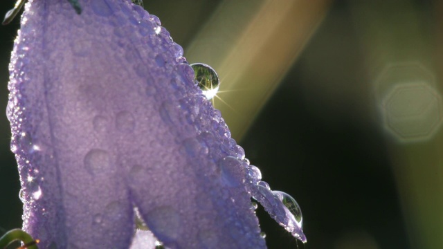 钟形花上的露珠。视频素材