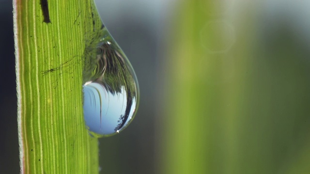 一滴水滴在一片草叶上。视频素材