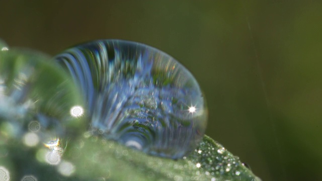 植物叶子上的水滴。视频素材