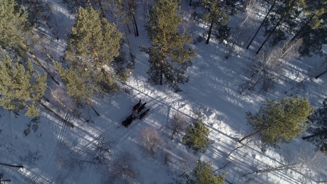 航拍:在俄罗斯贝加尔湖森林里白雪覆盖的田野上画的马视频素材