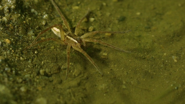 韩国江原道，水面上的钓蜘蛛(Dolomedes sulreus)视频素材