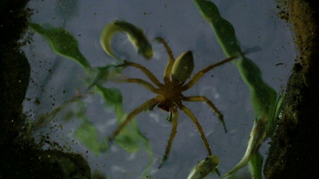 捕鱼蜘蛛(Dolomedes sulfreus)捕鱼，江原道，韩国视频素材