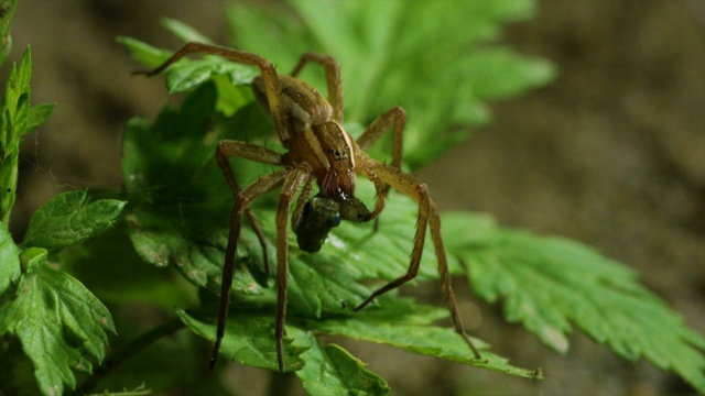 韩国江原道，捕鱼蜘蛛(Dolomedes sulfreus)吃被猎杀的鱼视频素材