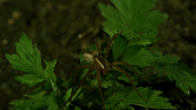 韩国江原道，垂钓蜘蛛(Dolomedes sulreus)观察树蛙视频素材