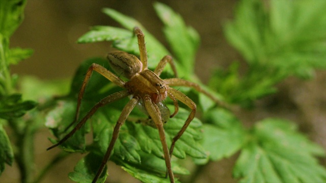 韩国江原道，捕鱼蜘蛛(Dolomedes sulfreus)吃被猎杀的鱼视频素材