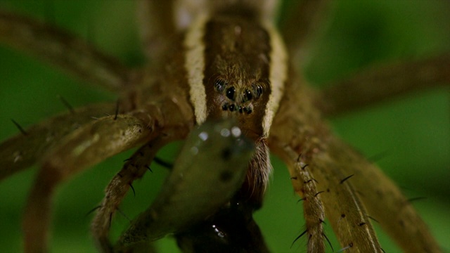 韩国江原道，捕鱼蜘蛛(Dolomedes sulfreus)吃被猎杀的鱼视频素材