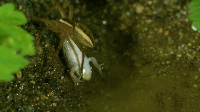 韩国江原道，捕鱼蜘蛛(Dolomedes sulfreus)与被猎杀的树蛙一起移动视频素材