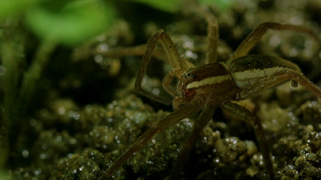 韩国江原道，垂钓蜘蛛(Dolomedes sulureus)看着它的猎物视频素材