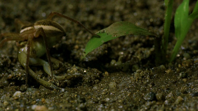 韩国江原道，捕鱼蜘蛛(Dolomedes sulfreus)与被猎杀的树蛙一起移动视频素材