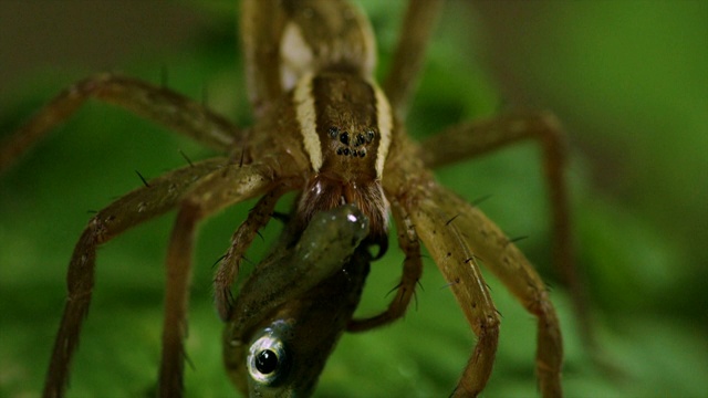 韩国江原道，捕鱼蜘蛛(Dolomedes sulfreus)吃被猎杀的鱼视频素材