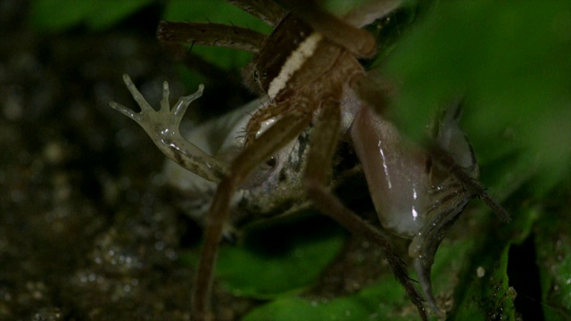 韩国江原道，钓蜘蛛(dolomedssulreus)吃被猎杀的树蛙视频素材