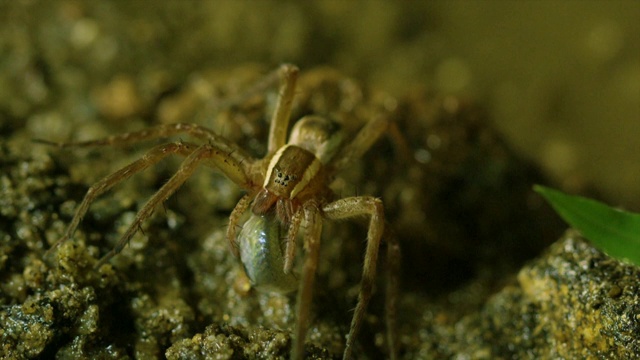 韩国江原道，钓蜘蛛(Dolomedes sulreus)在运送鱼时离开视频素材