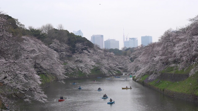 人们在日本庆祝樱花盛开视频素材