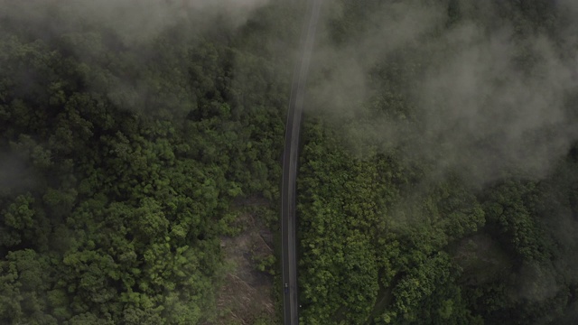 4K空中飞行在美丽的国家公园的雨林在早晨的薄雾视频下载