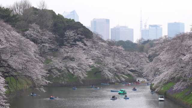 人们在日本庆祝樱花盛开视频素材