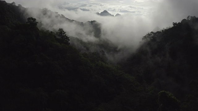 4K空中飞行在美丽的国家公园的雨林在早晨的薄雾视频下载