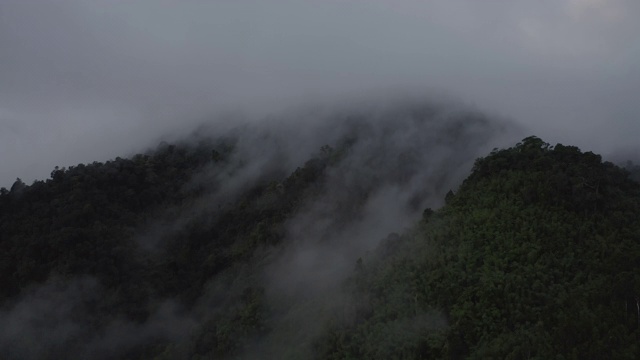 4K空中飞行在美丽的国家公园的雨林在早晨的薄雾视频素材